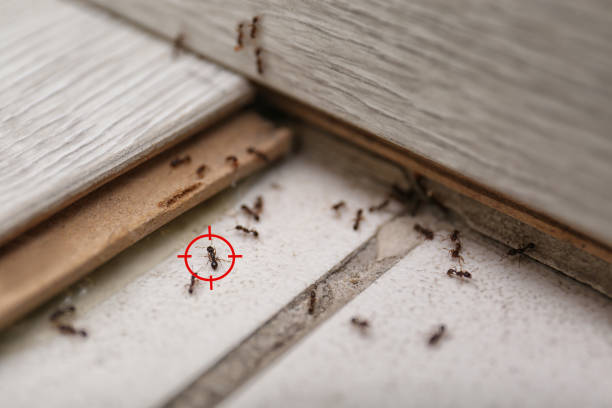 Best Rat Extermination Near Me  in Hardeeville, SC