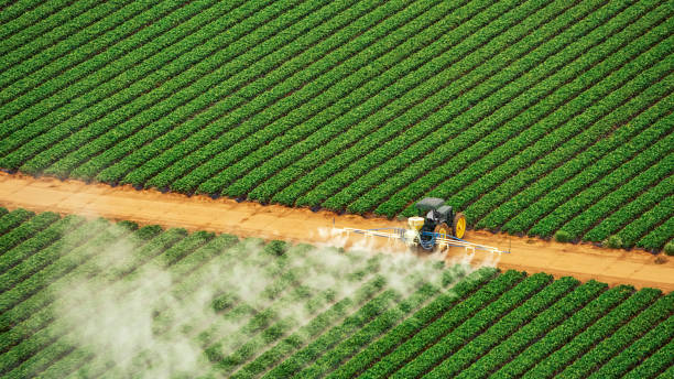 Best Termite Control Services  in Hardeeville, SC