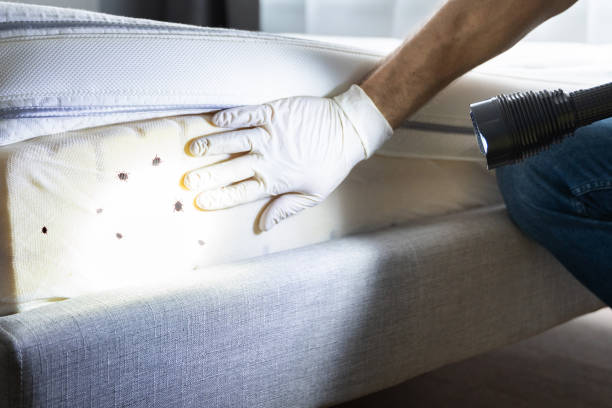 Best Exterminator Services  in Hardeeville, SC