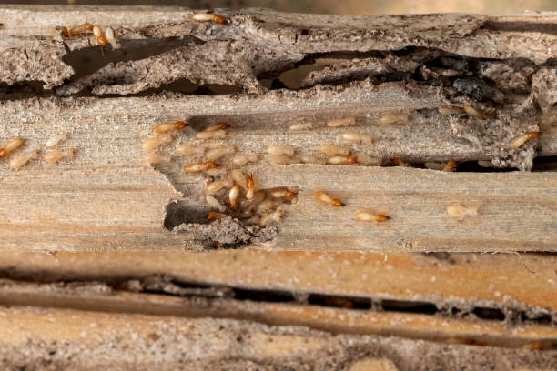 Best Mosquito Control Services  in Hardeeville, SC